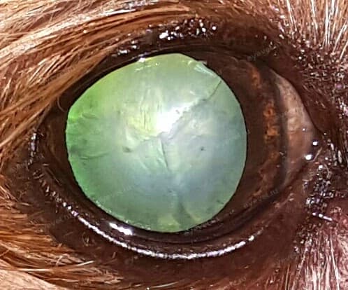 Незрелая катаракта у собаки