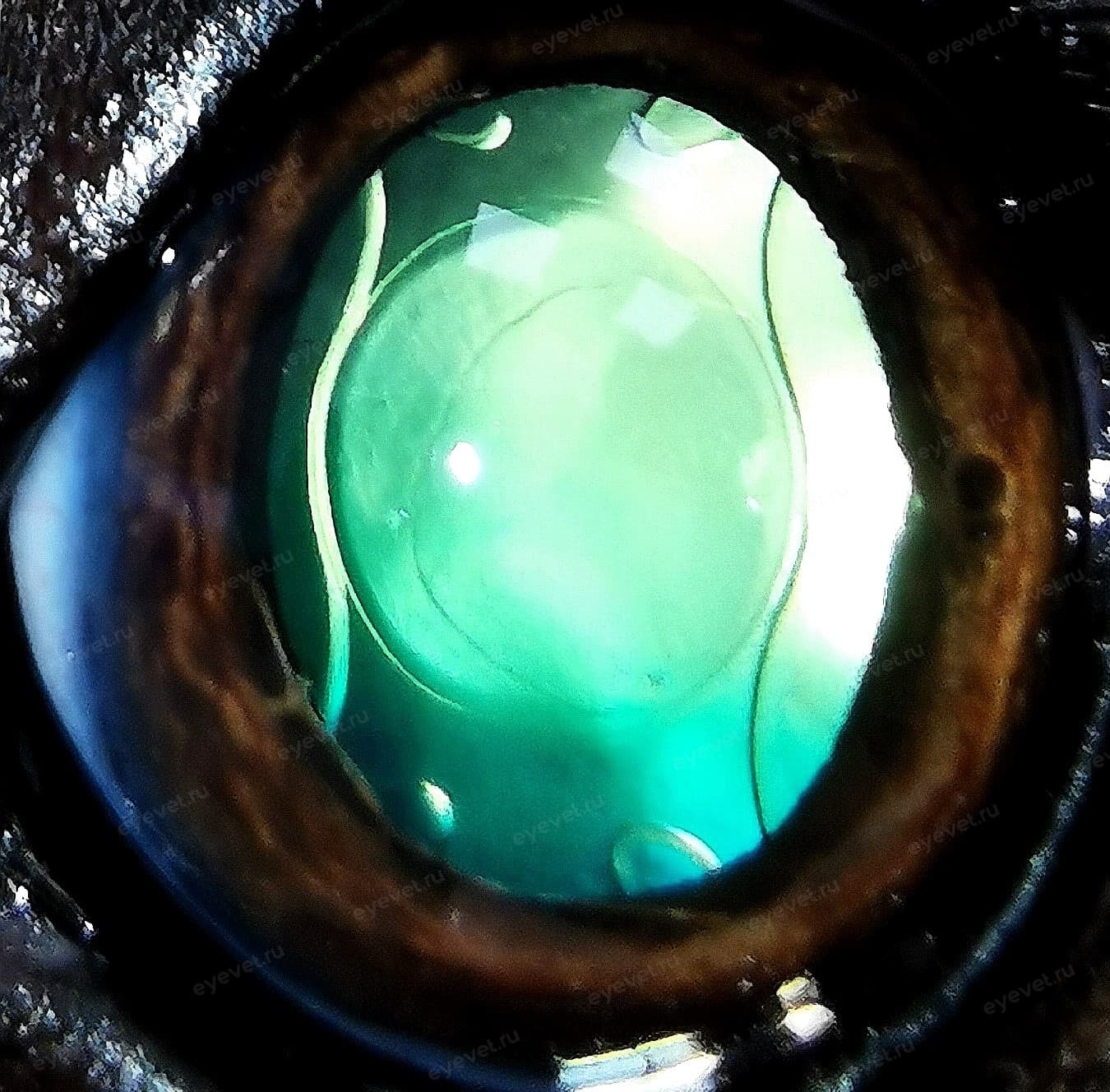 Искусственный хрусталик в глазу животных после операции ультразвуковой факоэмульсификации