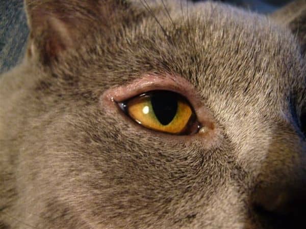 отёк глаз у кота