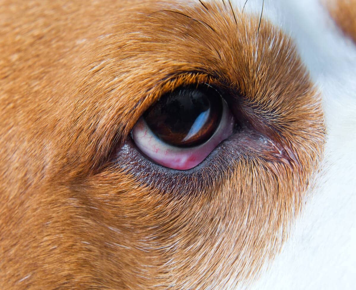 Почему у собаки слезятся глаза, и как их лечить?