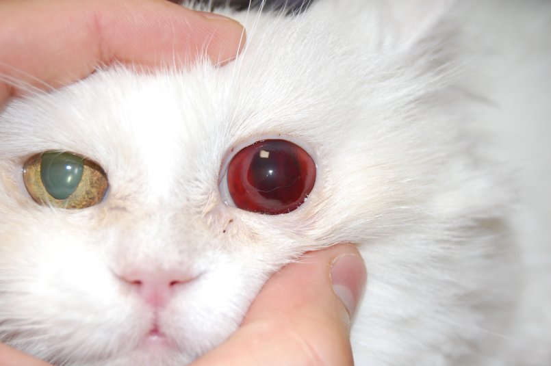 Красный глаз у кота | Причины | Симптомы | Что делать | Лечение | Фото |  Профилактика | Операция | Капли | Ветеринарная офтальмология | Москва | ВАО  | СВАО | ЮЗАО | Вызов врача | Записаться