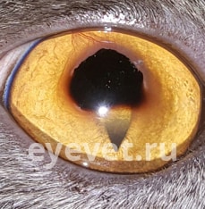 Красный глаз у кошки