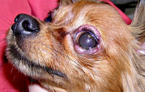 Красный глаз у щенка