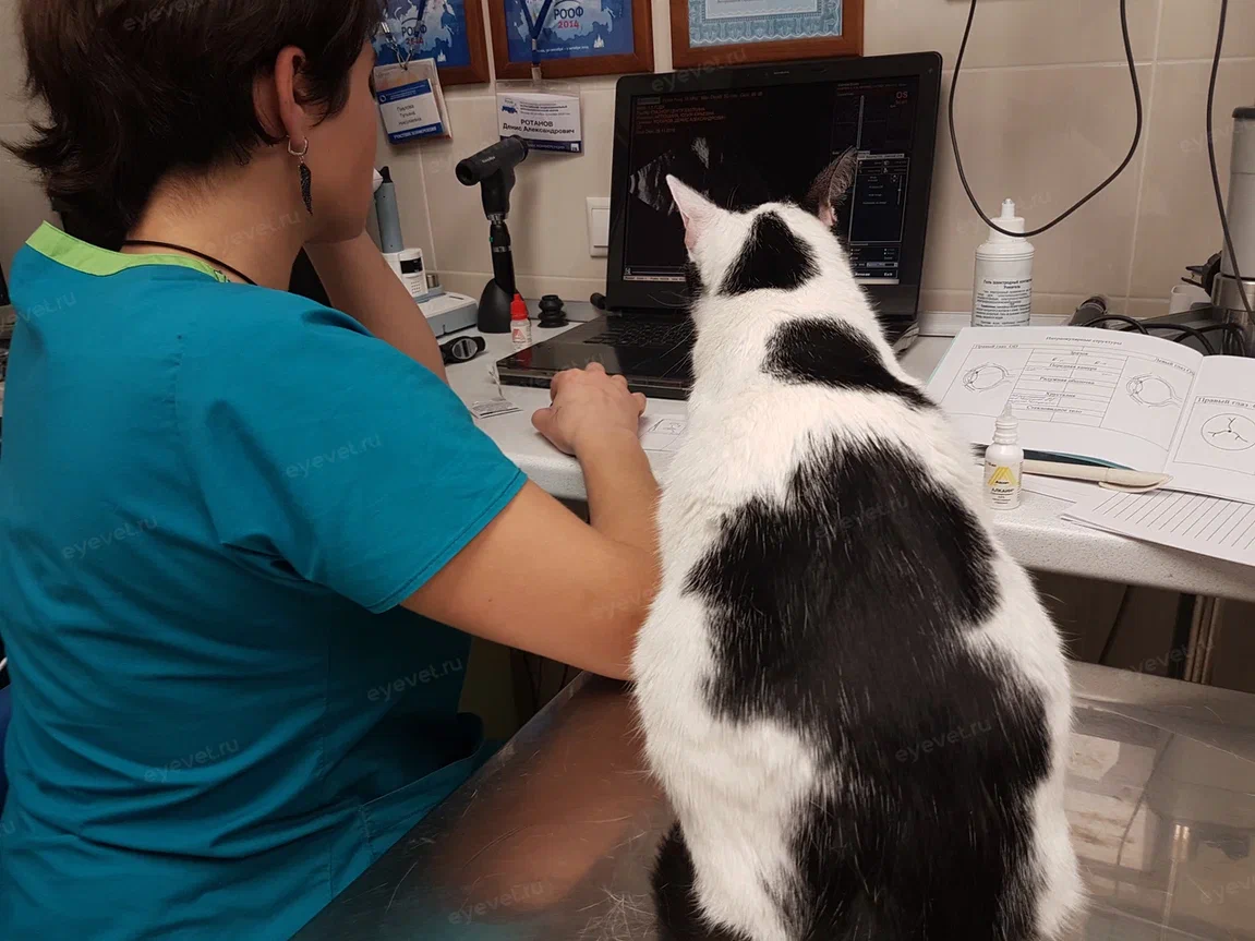 офтальмолог для кошек