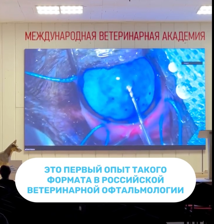 Впервые в России: Центр ветеринарной офтальмологии доктора Шилкина провёл онлайн-операцию по удалению катаракты у животного