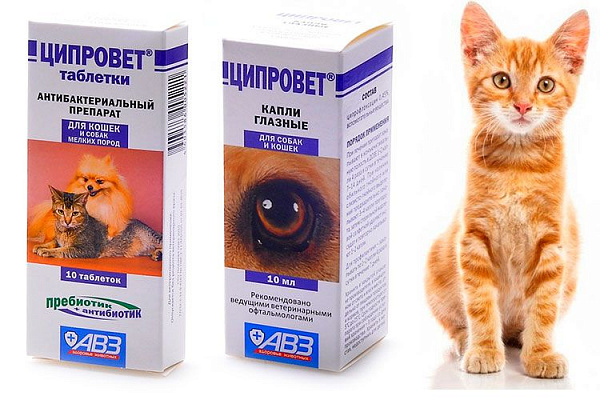 Кошка прикрывает глаз