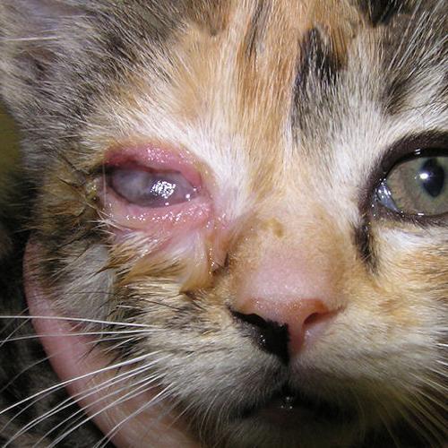 Красный глаз у котёнка