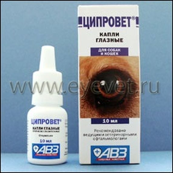Кот прикрывает глаз