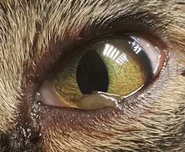 Выделения из глаза у кошки