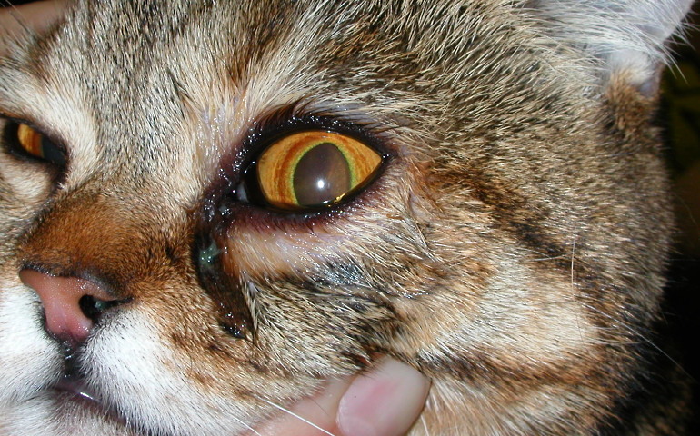 Отёк глаз у кота | Причины | Симптомы | Что делать | Лечение | Фото |  Профилактика | Операция | Капли | Ветеринарная офтальмология | Москва | ВАО  | СВАО | ЮЗАО | Вызов врача | Записаться