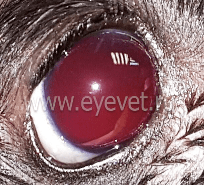 внутри глазное кровоизлияние ( тотальная гефема ) у собаки