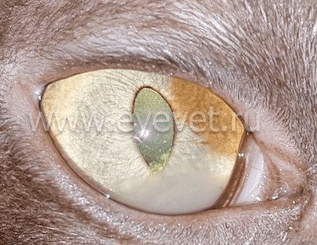 воспаление глаза у кота, тяжёлая форма увеита