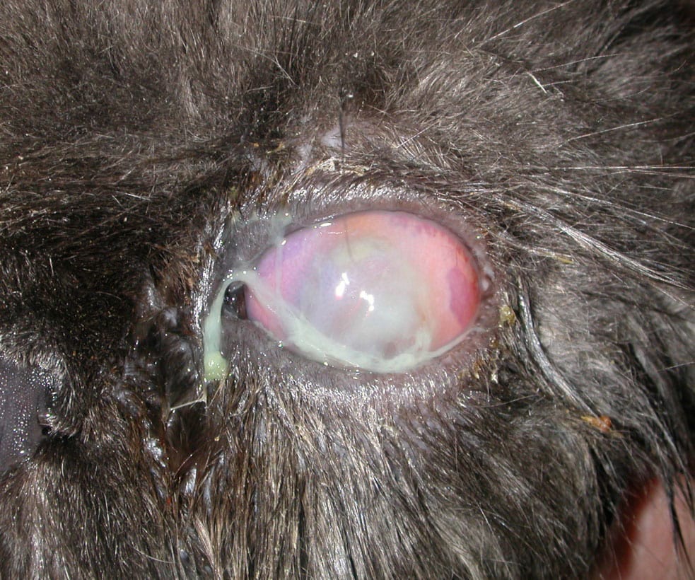 Лечение перфорации роговицы у кошек