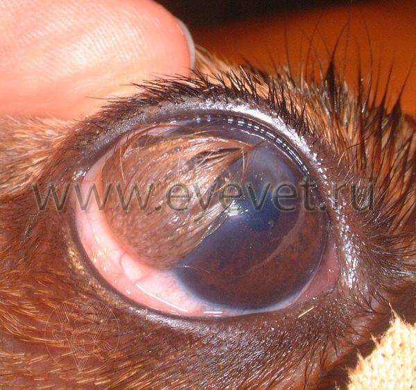 Заворот века у собаки и дермоид – доброкачественное новообразование глаза