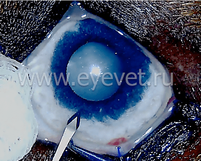 этап операции по ультразвуковому удалению врождённой катаракты у собаки - высокочастотный капсулорексис