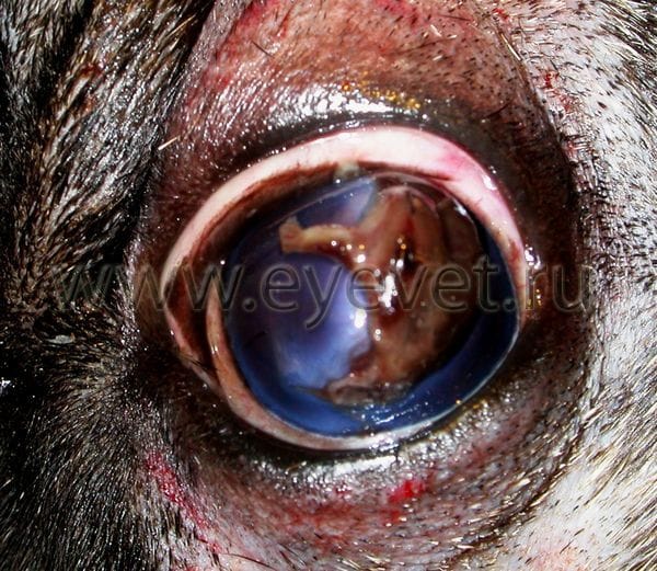 травма глаза у собаки