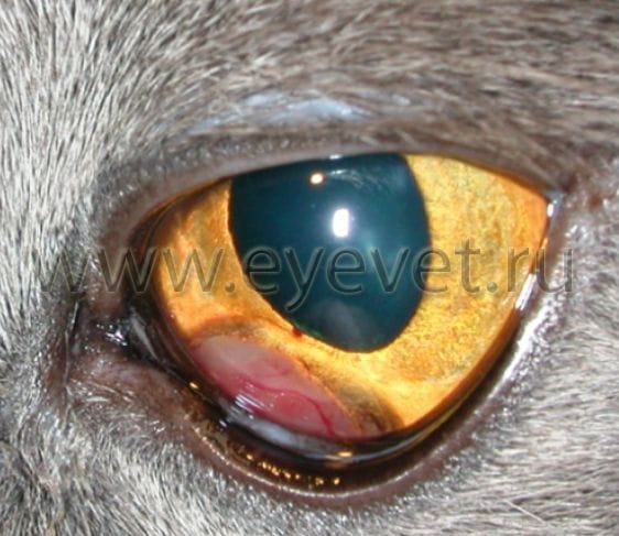 Меланома радужной оболочки глаза у кошки