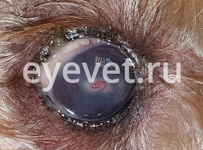 Синдром сухого глаза у животных