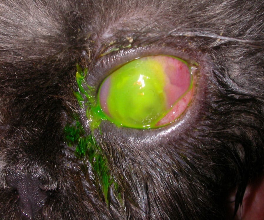 Расплавление роговицы глаза у кошек