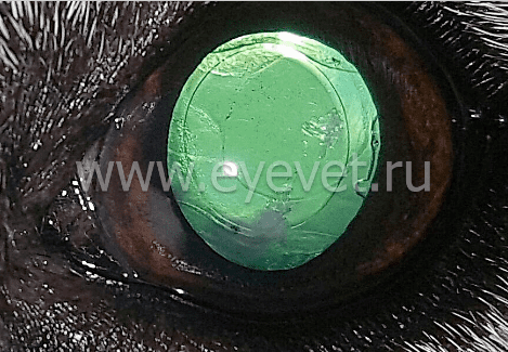 глаз собаки после удаления катаракты, с имплантацией исскуственного хрусталика, с интраветриальных введением трианцинолона