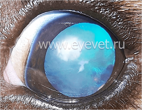 врождённая катаракта у собаки с плотными включениями на хрусталике