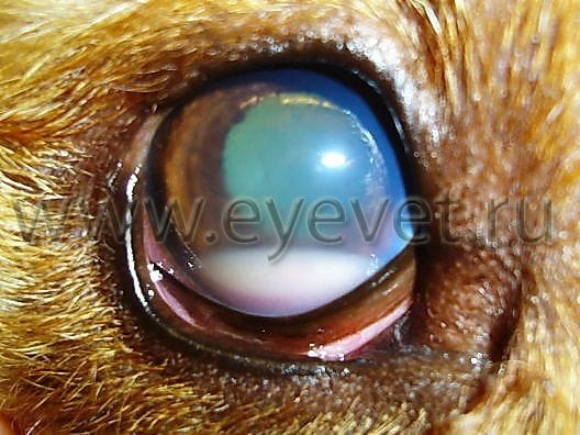 Воспаление глаза у собаки – в чем причина? Лечение увеита и других болезней  глаз