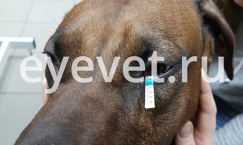 Препараты для лечения сухого глаза у собак thumbnail
