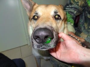Лечение глаз у животных