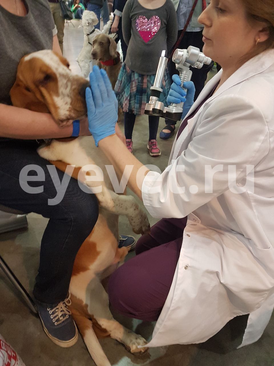 Наши врачи два дня бесплатно консультировали и обследовали собак на выставке «Евразия»