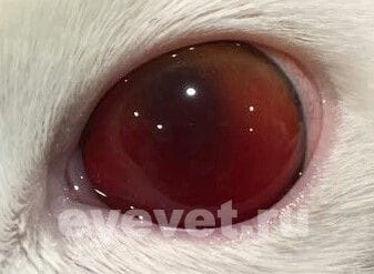 Лечение внутриглазного кровоизлияния у кошки