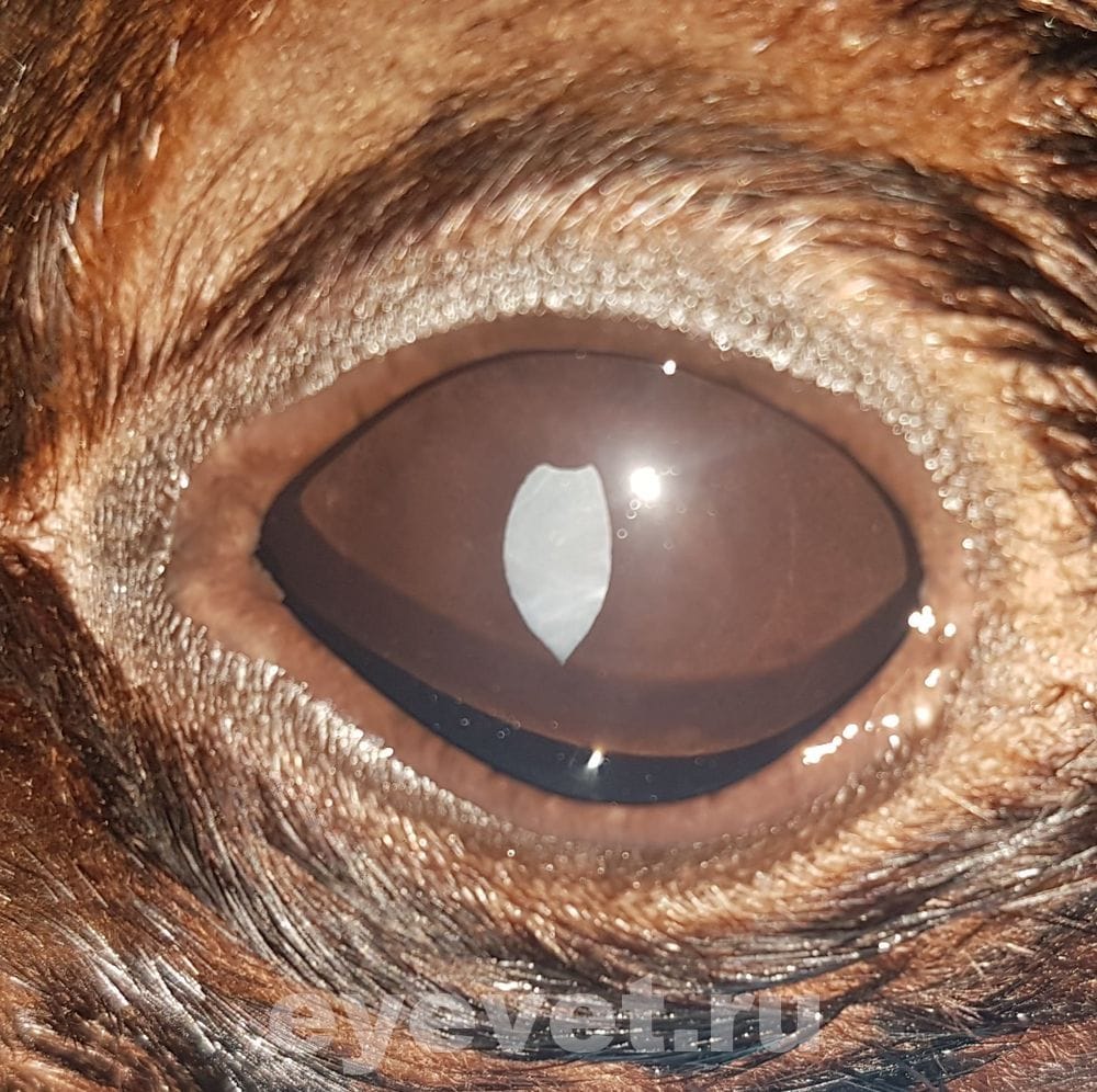 Удаление катаракты у морского котика