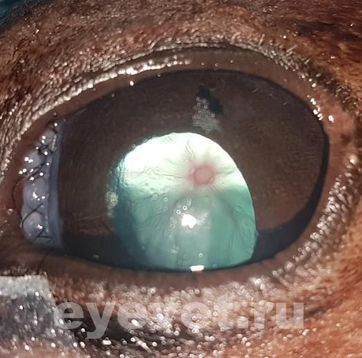 Удаление катаракты у морского котика