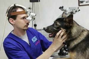 Лечение глаз у животных
