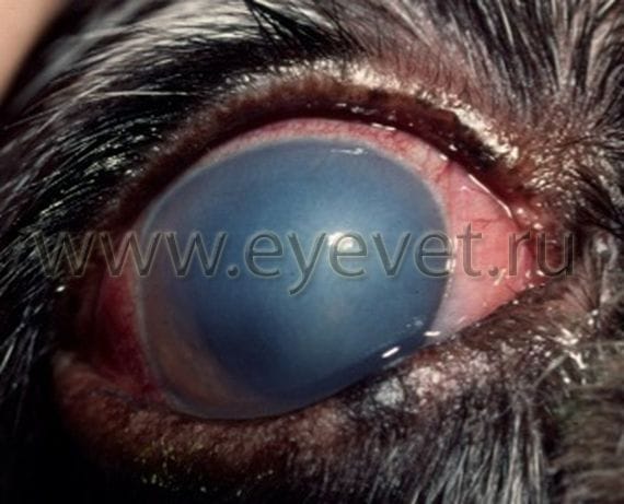 глаукома у собаки