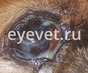 Синдром сухого глаза у кошки thumbnail