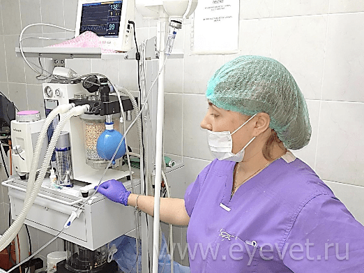 ингаляционный газовый наркоз для операции по удаление катаракты собаки/кошки