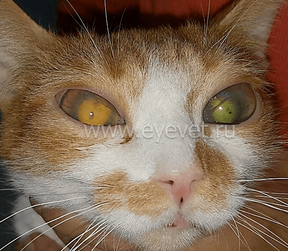 внутри глазное воспанине, увеит у кота с сочетании с эрозиями роговицы на фоне вирусного лейкоза