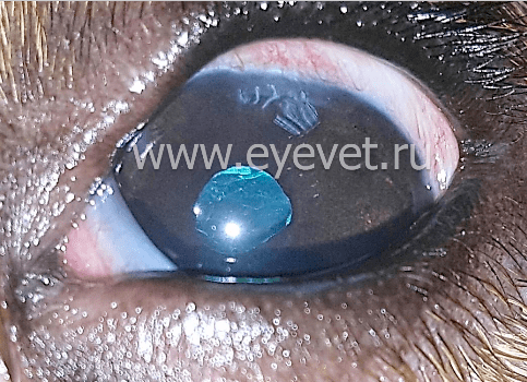 глаз собаки после ультразвукового удаление катаракты ( Факоэмульсификации с имплантацией искуственного хрусталика )