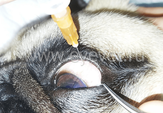 лечение увеита у собаки методомом с помощью интраветриальных инъекций
