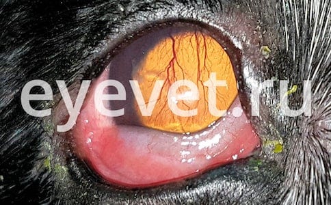 Как я вылечил синдром сухого глаза у собаки thumbnail