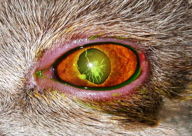 Как лечить язву роговицы глаза у кота