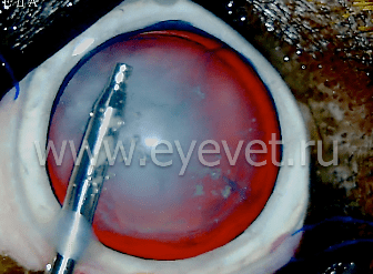 этап операции по ультразвуковому удалению врождённой катаракты у собаки - ультразвуковая Факоэмульсификация хрусталика
