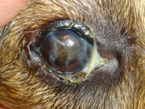 Синдром сухого глаза у животных