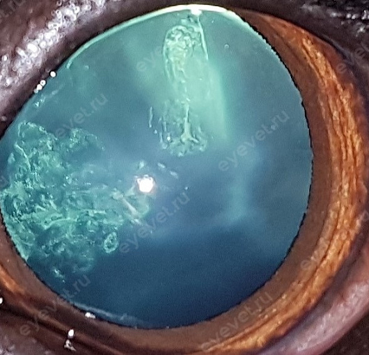 Врожденная катаракта у собаки