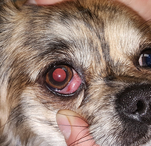 Пролапс железы 3-го века у собаки \Third eyelid gland prolapse in Dogs