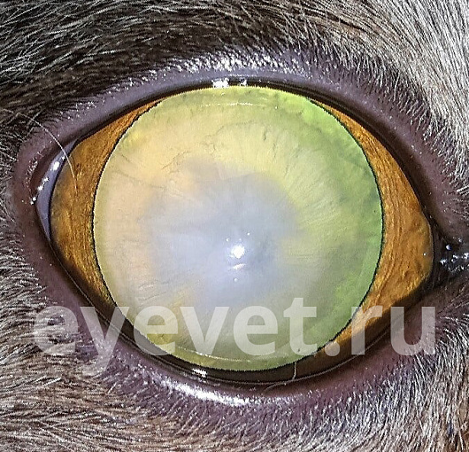 Незрелая катаракта у кошки. Зрение снижено.