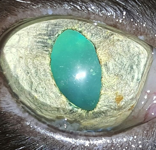 Пролапс железы 3-го века у кошки \Third eyelid gland prolapse in Cats