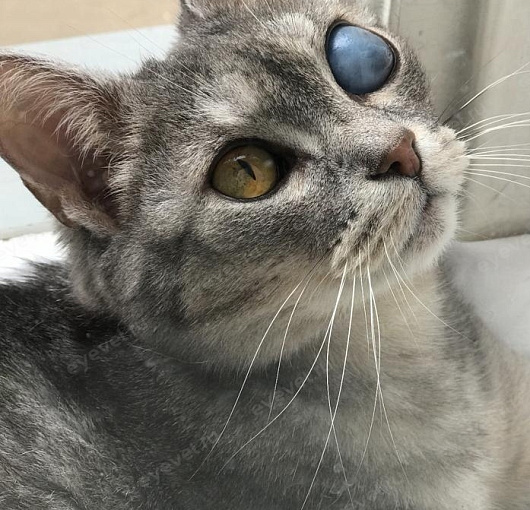 Глаукома у кошки, буфтальм (glaucoma in a cat, buftalmos)