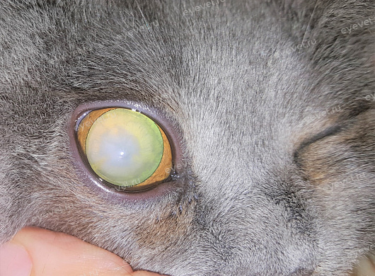Незрелая катаракта у кошки -3. Immature cataract in a cat