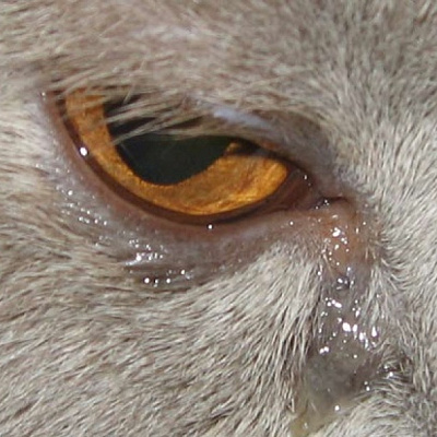 Выделения из глаза у кошки